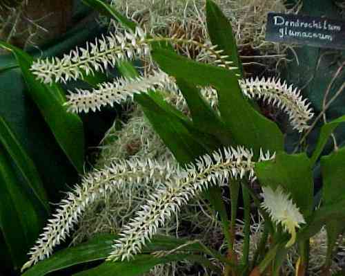 Dendrochilum glumaceum
